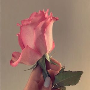 Meet your Posher, Rose